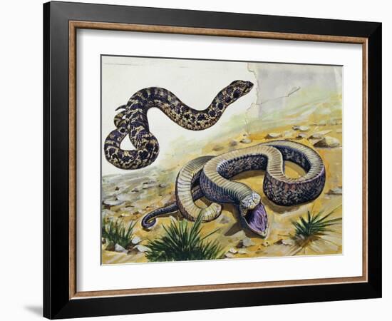 Western Hognose Snake (Heterodon Nasicus), Colubridae-null-Framed Giclee Print