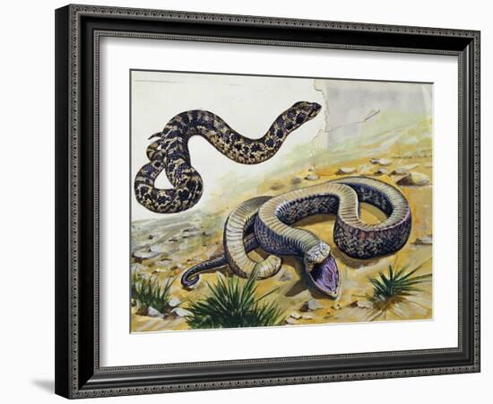 Western Hognose Snake (Heterodon Nasicus), Colubridae-null-Framed Giclee Print