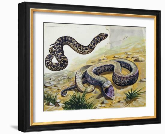 Western Hognose Snake (Heterodon Nasicus), Colubridae-null-Framed Giclee Print