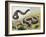 Western Hognose Snake (Heterodon Nasicus), Colubridae-null-Framed Giclee Print