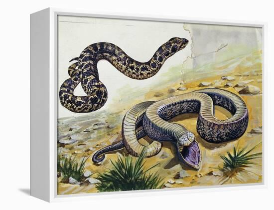 Western Hognose Snake (Heterodon Nasicus), Colubridae-null-Framed Premier Image Canvas