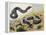 Western Hognose Snake (Heterodon Nasicus), Colubridae-null-Framed Premier Image Canvas