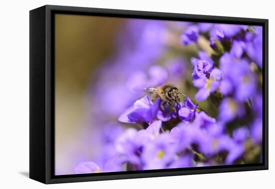 Western Honey Bee, Apis Mellifera, Blossoms, Dusting, Looking at Camera-David & Micha Sheldon-Framed Premier Image Canvas