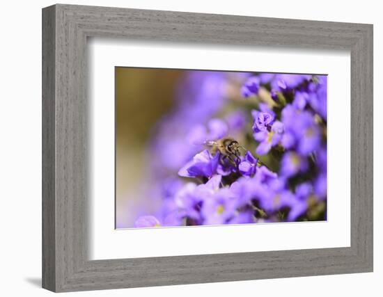 Western Honey Bee, Apis Mellifera, Blossoms, Dusting, Looking at Camera-David & Micha Sheldon-Framed Photographic Print