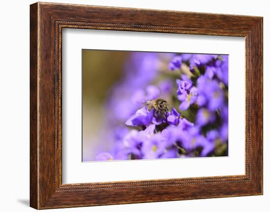 Western Honey Bee, Apis Mellifera, Blossoms, Dusting, Looking at Camera-David & Micha Sheldon-Framed Photographic Print