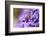 Western Honey Bee, Apis Mellifera, Blossoms, Dusting, Looking at Camera-David & Micha Sheldon-Framed Photographic Print