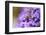 Western Honey Bee, Apis Mellifera, Blossoms, Dusting, Looking at Camera-David & Micha Sheldon-Framed Photographic Print