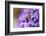 Western Honey Bee, Apis Mellifera, Blossoms, Dusting, Looking at Camera-David & Micha Sheldon-Framed Photographic Print