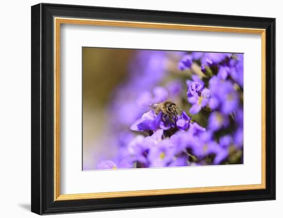 Western Honey Bee, Apis Mellifera, Blossoms, Dusting, Looking at Camera-David & Micha Sheldon-Framed Photographic Print