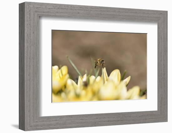 Western Honey Bee, Apis Mellifera, Head-On, are Flying, Looking into Camera-David & Micha Sheldon-Framed Photographic Print