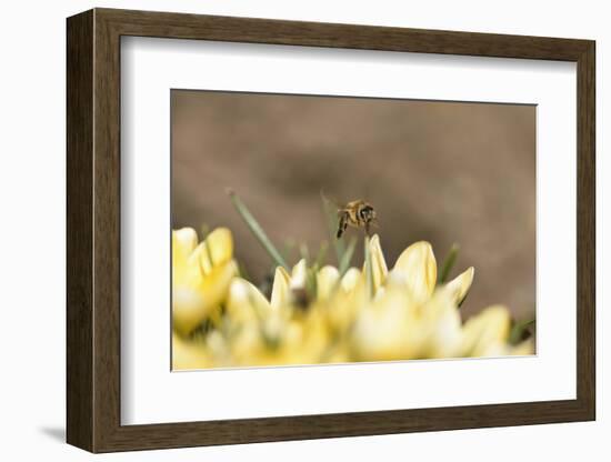 Western Honey Bee, Apis Mellifera, Head-On, are Flying, Looking into Camera-David & Micha Sheldon-Framed Photographic Print