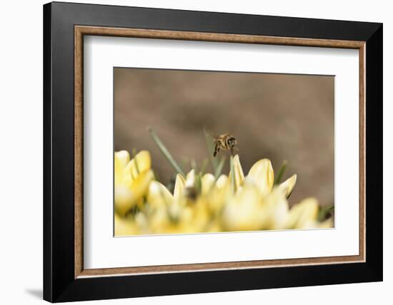 Western Honey Bee, Apis Mellifera, Head-On, are Flying, Looking into Camera-David & Micha Sheldon-Framed Photographic Print