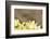 Western Honey Bee, Apis Mellifera, Head-On, are Flying, Looking into Camera-David & Micha Sheldon-Framed Photographic Print