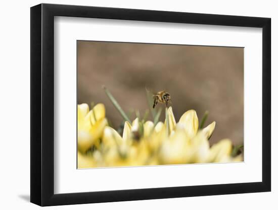 Western Honey Bee, Apis Mellifera, Head-On, are Flying, Looking into Camera-David & Micha Sheldon-Framed Photographic Print