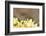 Western Honey Bee, Apis Mellifera, Head-On, are Flying, Looking into Camera-David & Micha Sheldon-Framed Photographic Print