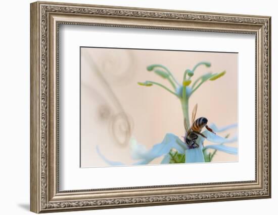 Western honeybee pollinating Desert passionflower, Mexico-Claudio Contreras-Framed Photographic Print