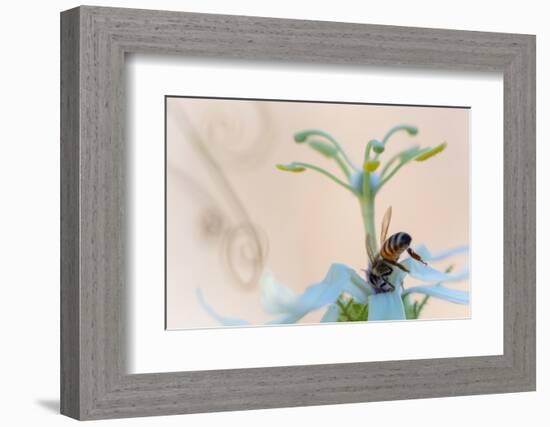 Western honeybee pollinating Desert passionflower, Mexico-Claudio Contreras-Framed Photographic Print