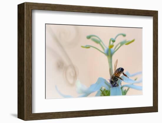 Western honeybee pollinating Desert passionflower, Mexico-Claudio Contreras-Framed Photographic Print