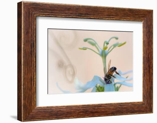 Western honeybee pollinating Desert passionflower, Mexico-Claudio Contreras-Framed Photographic Print