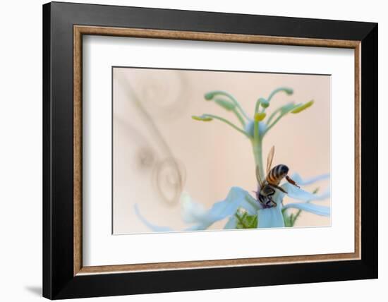 Western honeybee pollinating Desert passionflower, Mexico-Claudio Contreras-Framed Photographic Print