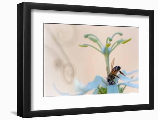 Western honeybee pollinating Desert passionflower, Mexico-Claudio Contreras-Framed Photographic Print