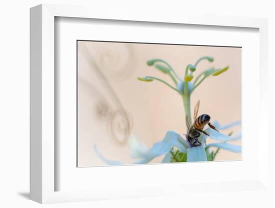 Western honeybee pollinating Desert passionflower, Mexico-Claudio Contreras-Framed Photographic Print