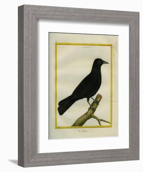 Western Jackdaw-Georges-Louis Buffon-Framed Giclee Print