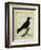 Western Jackdaw-Georges-Louis Buffon-Framed Giclee Print