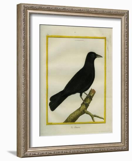 Western Jackdaw-Georges-Louis Buffon-Framed Giclee Print