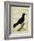 Western Jackdaw-Georges-Louis Buffon-Framed Giclee Print