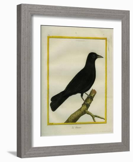 Western Jackdaw-Georges-Louis Buffon-Framed Giclee Print