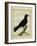 Western Jackdaw-Georges-Louis Buffon-Framed Giclee Print