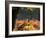 Western Jackdaws, Corvus Monedula, Resting in a Branch in Autumn-Alex Saberi-Framed Photographic Print