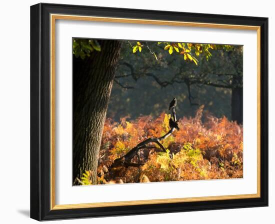 Western Jackdaws, Corvus Monedula, Resting in a Branch in Autumn-Alex Saberi-Framed Photographic Print