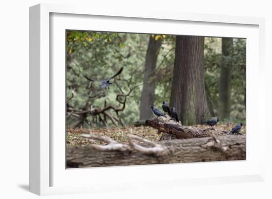 Western Jackdaws, Corvus Monedula, Standing on a Log and Feeding-Alex Saberi-Framed Photographic Print