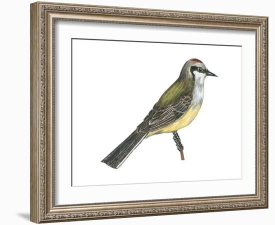 Western Kingbird (Tyrannus Verticalis), Birds-Encyclopaedia Britannica-Framed Art Print