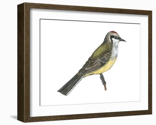 Western Kingbird (Tyrannus Verticalis), Birds-Encyclopaedia Britannica-Framed Art Print