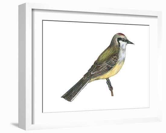 Western Kingbird (Tyrannus Verticalis), Birds-Encyclopaedia Britannica-Framed Art Print