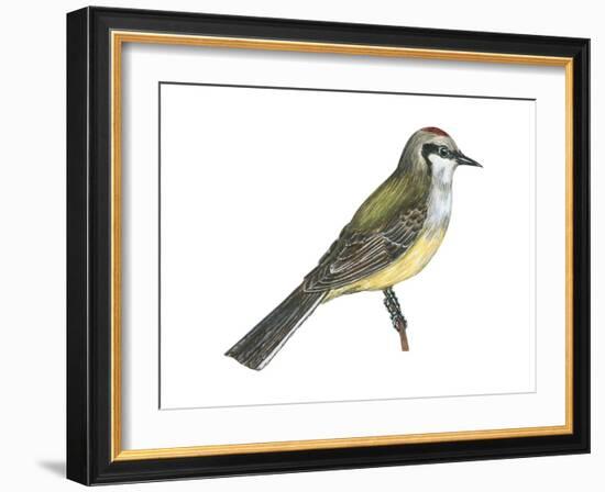 Western Kingbird (Tyrannus Verticalis), Birds-Encyclopaedia Britannica-Framed Art Print