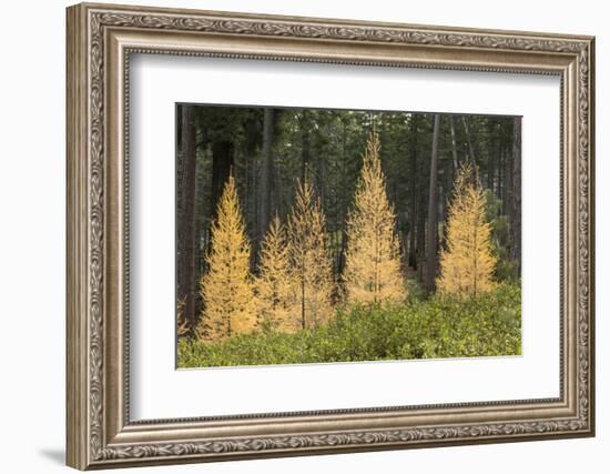 Western Larch Trees in Autumn Color, Larix Occidentalis, Oregon Cascades, Oregon-Adam Jones-Framed Photographic Print