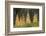 Western Larch Trees in Autumn Color, Larix Occidentalis, Oregon Cascades, Oregon-Adam Jones-Framed Photographic Print