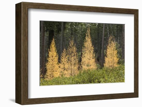 Western Larch Trees in Autumn Color, Larix Occidentalis, Oregon Cascades, Oregon-Adam Jones-Framed Photographic Print