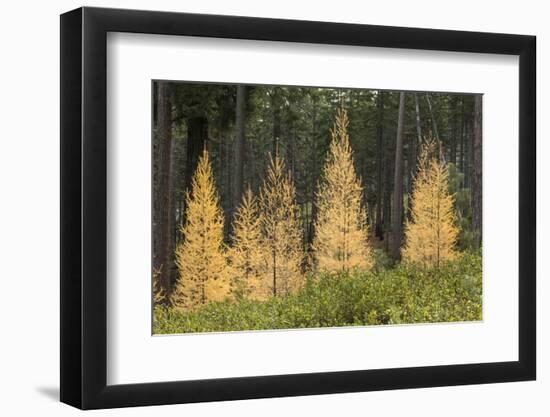 Western Larch Trees in Autumn Color, Larix Occidentalis, Oregon Cascades, Oregon-Adam Jones-Framed Photographic Print