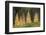 Western Larch Trees in Autumn Color, Larix Occidentalis, Oregon Cascades, Oregon-Adam Jones-Framed Photographic Print