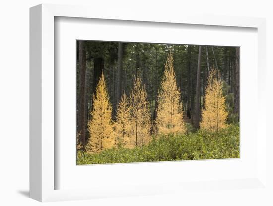 Western Larch Trees in Autumn Color, Larix Occidentalis, Oregon Cascades, Oregon-Adam Jones-Framed Photographic Print