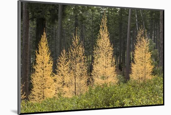 Western Larch Trees in Autumn Color, Larix Occidentalis, Oregon Cascades, Oregon-Adam Jones-Mounted Photographic Print