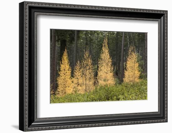 Western Larch Trees in Autumn Color, Larix Occidentalis, Oregon Cascades, Oregon-Adam Jones-Framed Photographic Print