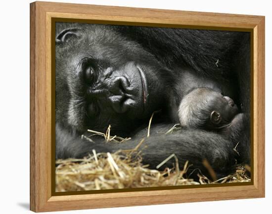 Western Lowland Gorilla, Cradles Her 3-Day Old Baby at the Franklin Park Zoo in Boston-null-Framed Premier Image Canvas