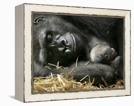 Western Lowland Gorilla, Cradles Her 3-Day Old Baby at the Franklin Park Zoo in Boston-null-Framed Premier Image Canvas