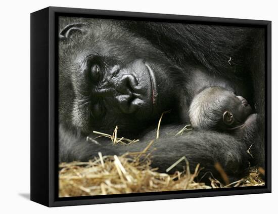 Western Lowland Gorilla, Cradles Her 3-Day Old Baby at the Franklin Park Zoo in Boston-null-Framed Premier Image Canvas